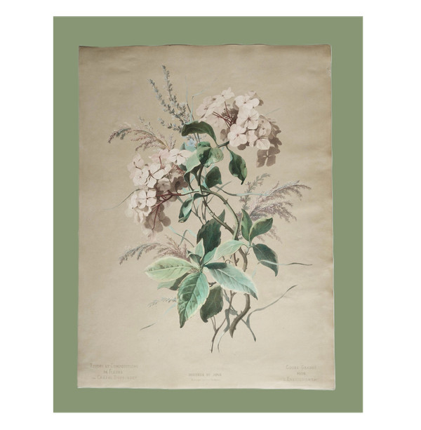 Hortensia Fleurs Grande Lithographie Aquarellée d'Après Chabal Dussurgey 19ème
