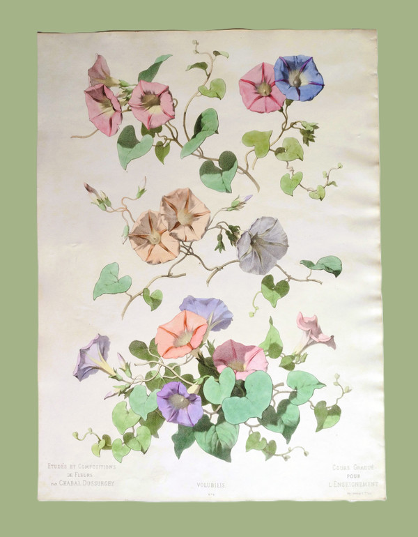 Litografia ad acquerello botanico dei fiori di Volubilis di Chabal Dussurgey del XIX secolo