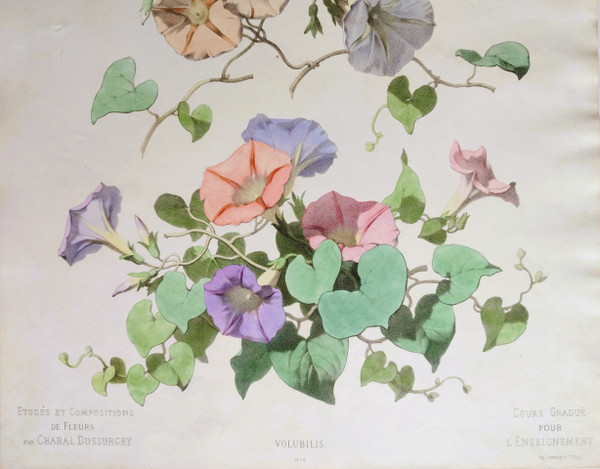 Litografia ad acquerello botanico dei fiori di Volubilis di Chabal Dussurgey del XIX secolo