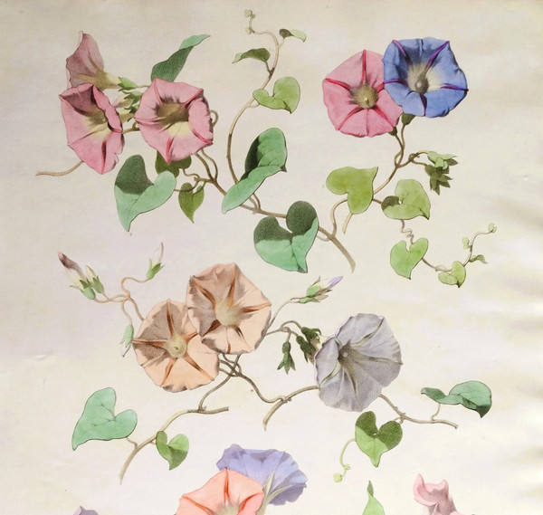 Litografia ad acquerello botanico dei fiori di Volubilis di Chabal Dussurgey del XIX secolo