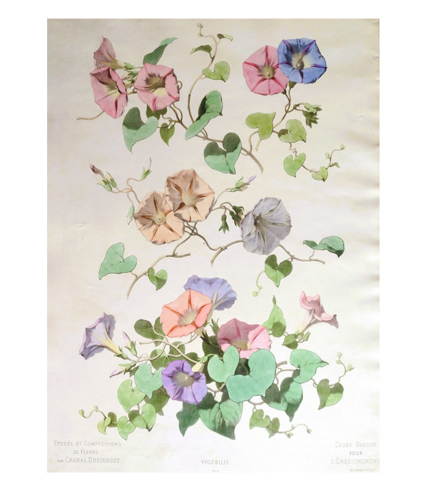 Litografia ad acquerello botanico dei fiori di Volubilis di Chabal Dussurgey del XIX secolo