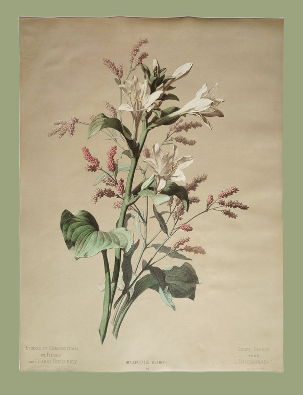 Lithographie Botanique Fleurs Hémerocalle Blanche d'après Chabal Dussurgey 19ème