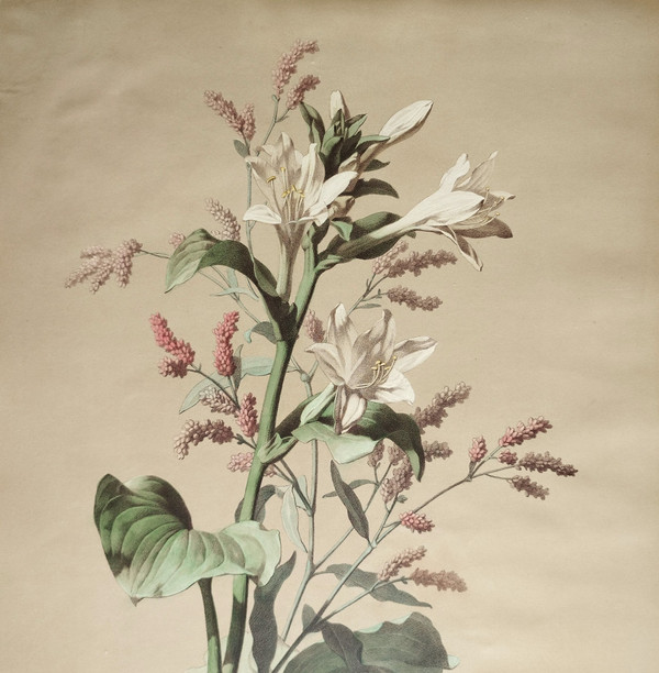 Lithographie Botanique Fleurs Hémerocalle Blanche d'après Chabal Dussurgey 19ème