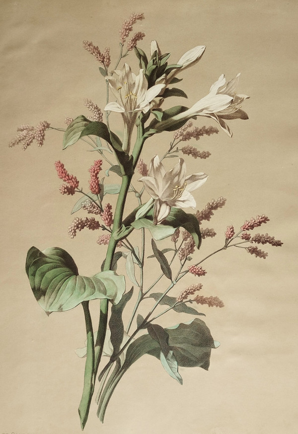 Lithographie Botanique Fleurs Hémerocalle Blanche d'après Chabal Dussurgey 19ème