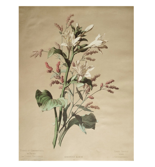 Lithographie Botanique Fleurs Hémerocalle Blanche d'après Chabal Dussurgey 19ème