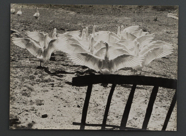 Silver print by Bernard Darot Le Ballet des Oies 20th century