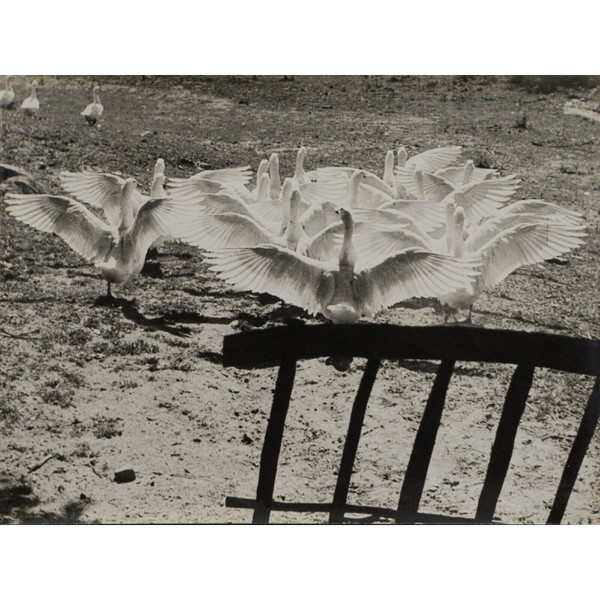 Silver print by Bernard Darot Le Ballet des Oies 20th century