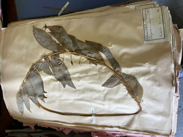 Rare Set Of Six Herbarium Volumes By L CADIX Late 19th Century Circa 1880 - 1900