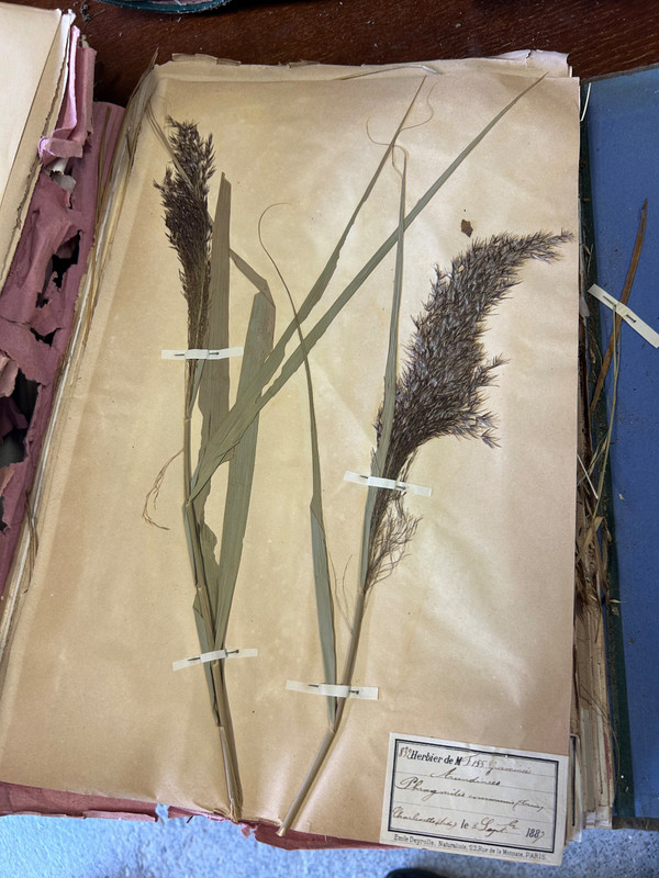 Rare Set Of Six Herbarium Volumes By L CADIX Late 19th Century Circa 1880 - 1900