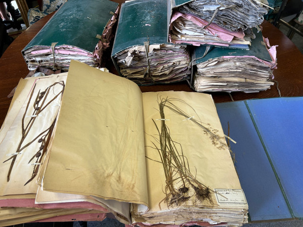 Rare Set Of Six Herbarium Volumes By L CADIX Late 19th Century Circa 1880 - 1900