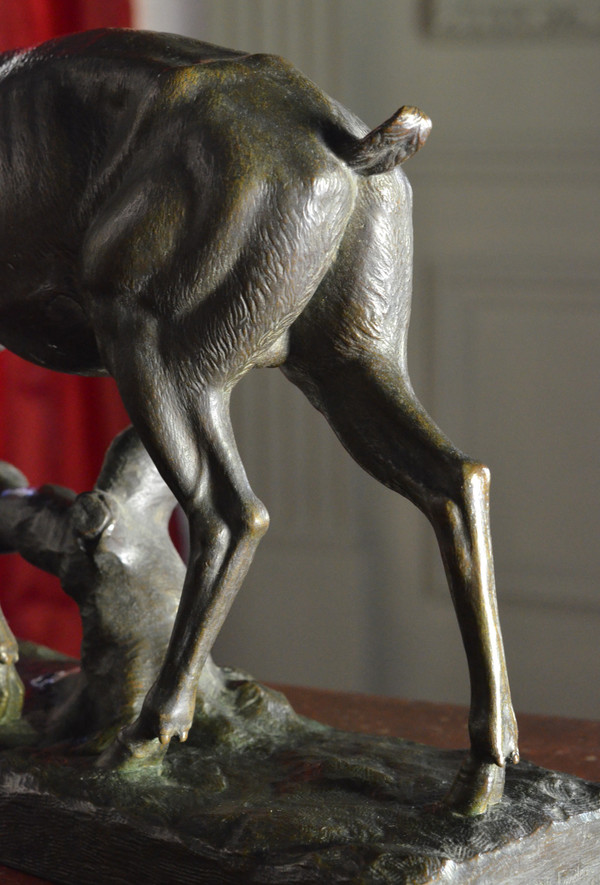 Grande animale in bronzo / cervo / giovane fonditore gruet