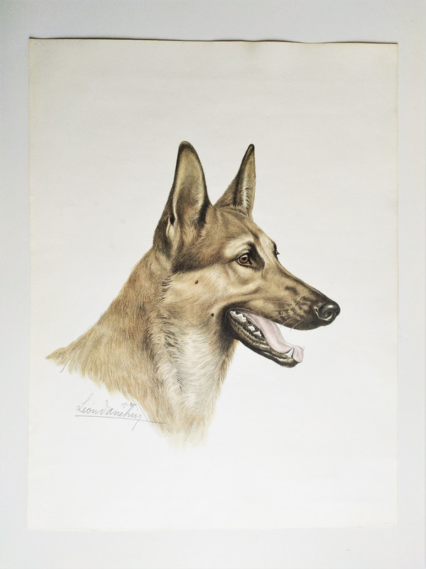 Chien Berger Allemand Lithographie Couleur par Léon Danchin 20ème
