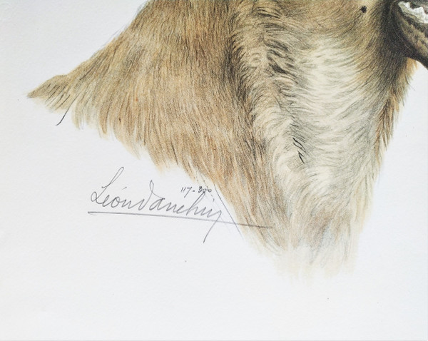 Chien Berger Allemand Lithographie Couleur par Léon Danchin 20ème