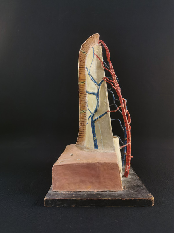 Modele Anatomique Docteur Auzoux XXe 