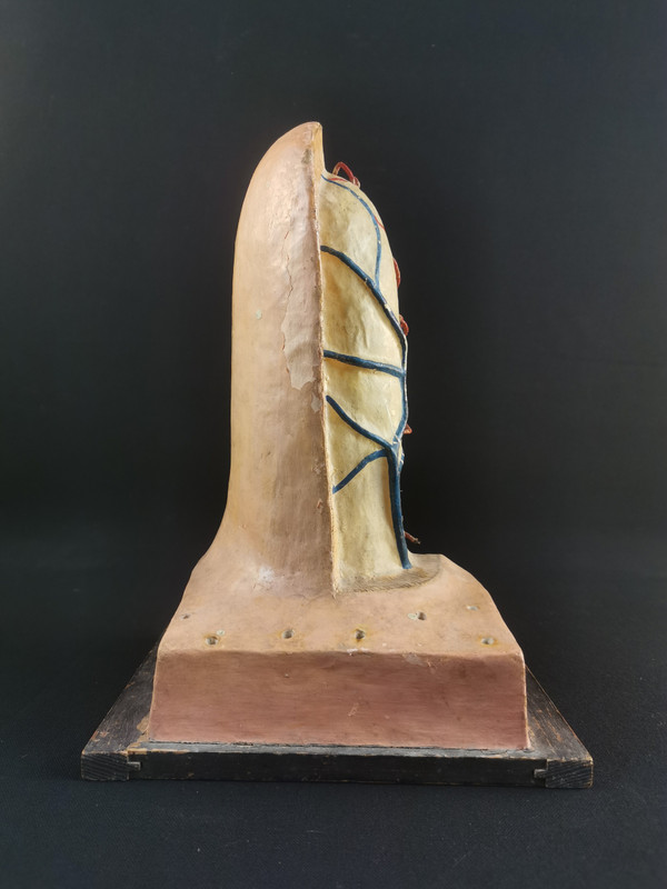Modele Anatomique Docteur Auzoux XXe 