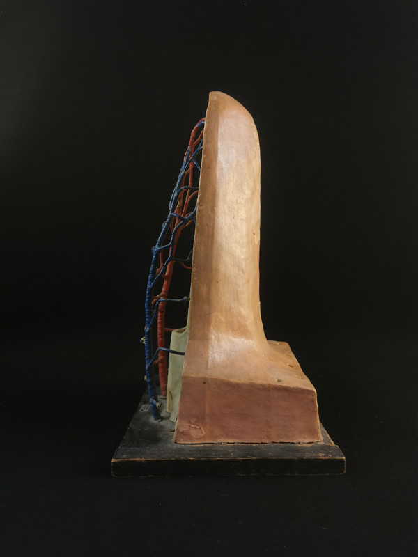Modele Anatomique Docteur Auzoux XXe 