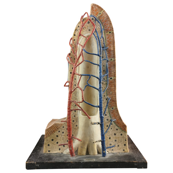 Modele Anatomique Docteur Auzoux XXe 