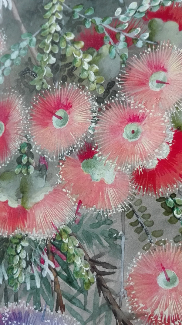 Ellis Rowan Australischer botanischer Künstler und Illustrator 1848-1922 seltene Gouacheblumen