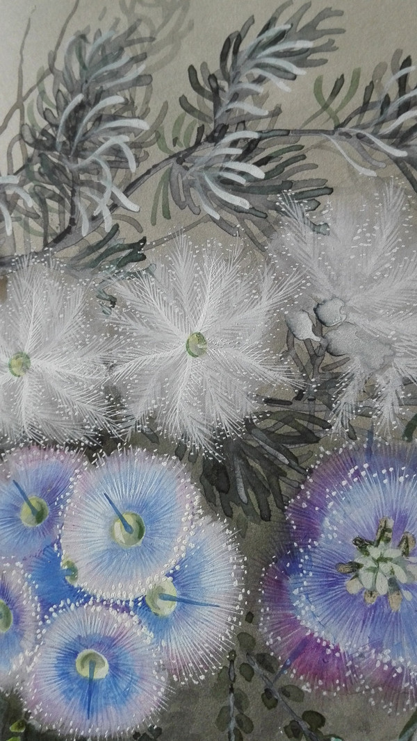 Ellis Rowan Australischer botanischer Künstler und Illustrator 1848-1922 seltene Gouacheblumen