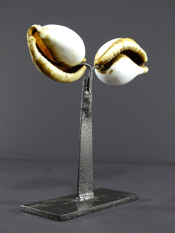 Melanesia, First Half of the Twentieth Century, Pair of Ancient Shells used as currency.