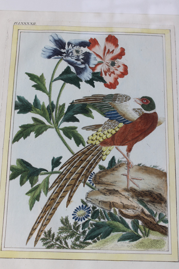 Goldfasan und Ringelfasan, Aquarellstiche aus dem 18. Jahrhundert, gerahmte Vögel