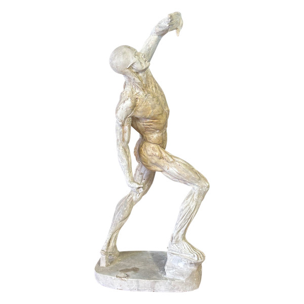 Jacques - Eugène Caudron ( 1818-1865) D'après - Sculpture écorché En Plâtre Cabinet Curiosité