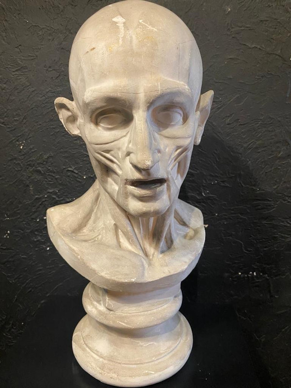 Busto scorticato - Gesso - Houdon - Francia - XIX secolo