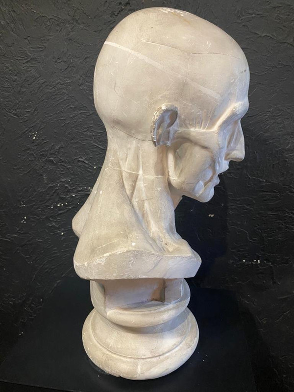 Busto scorticato - Gesso - Houdon - Francia - XIX secolo