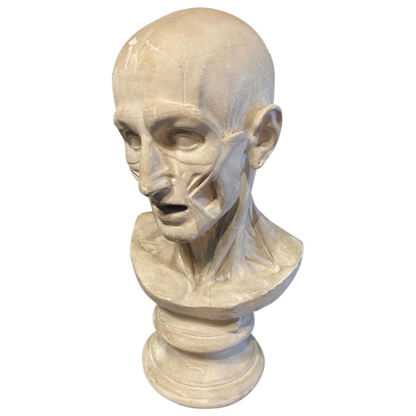 Busto scorticato - Gesso - Houdon - Francia - XIX secolo