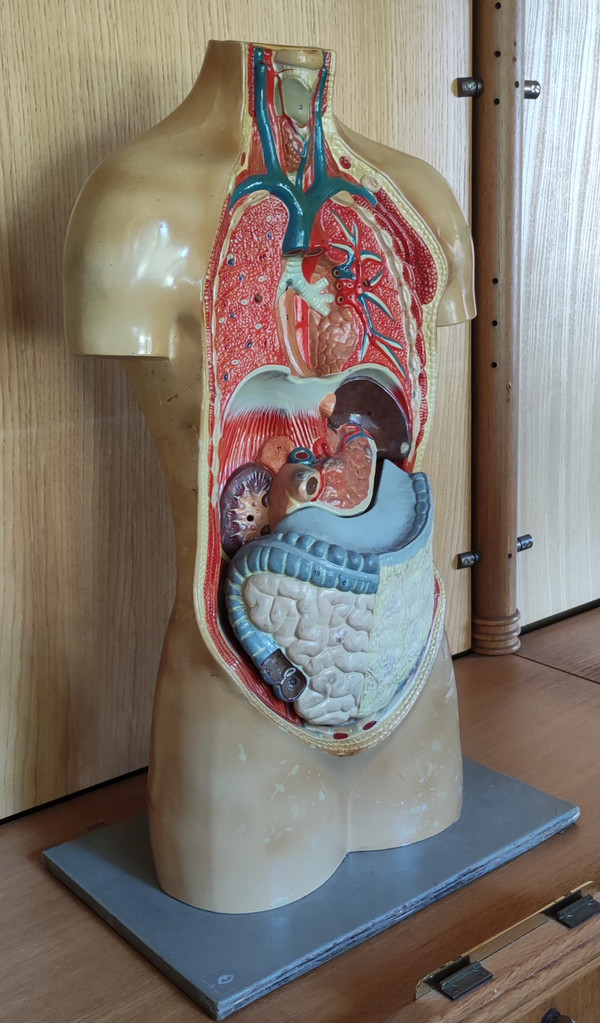 Ancien Écorché De Médecine