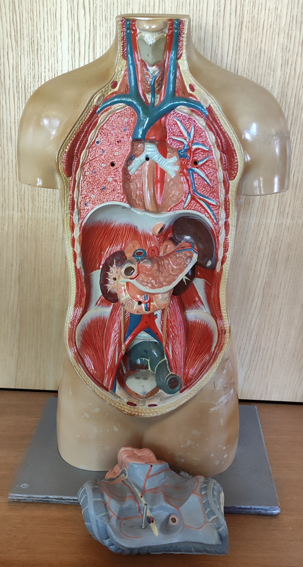 Ancien Écorché De Médecine