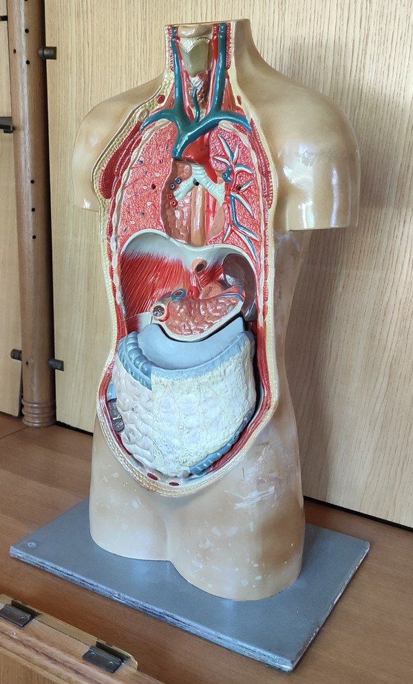 Ancien Écorché De Médecine