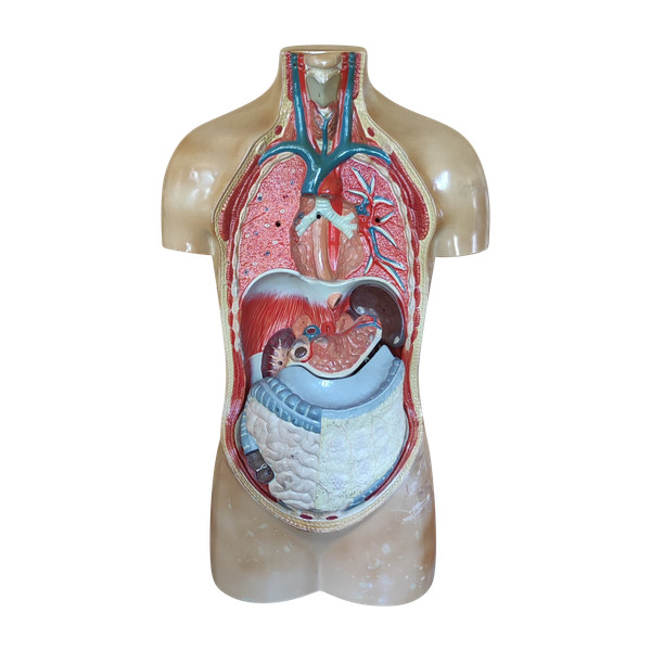 Ancien Écorché De Médecine