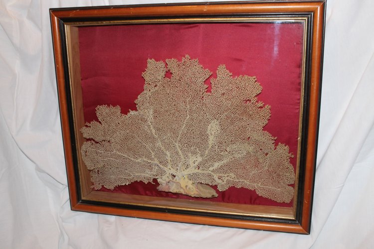 Grande gorgone de mer encadrée pour cabinet de curiosités Paramuricea clavata Corail