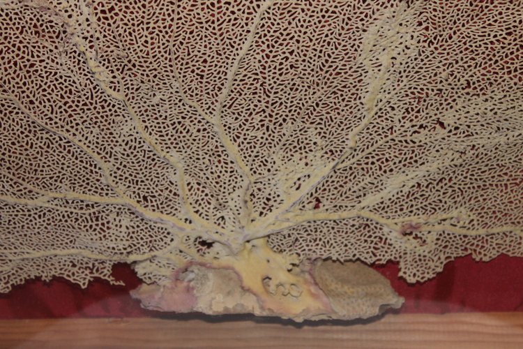 Grande gorgone de mer encadrée pour cabinet de curiosités Paramuricea clavata Corail