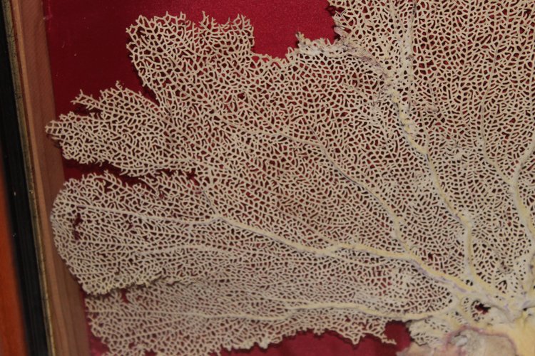 Grande gorgone de mer encadrée pour cabinet de curiosités Paramuricea clavata Corail
