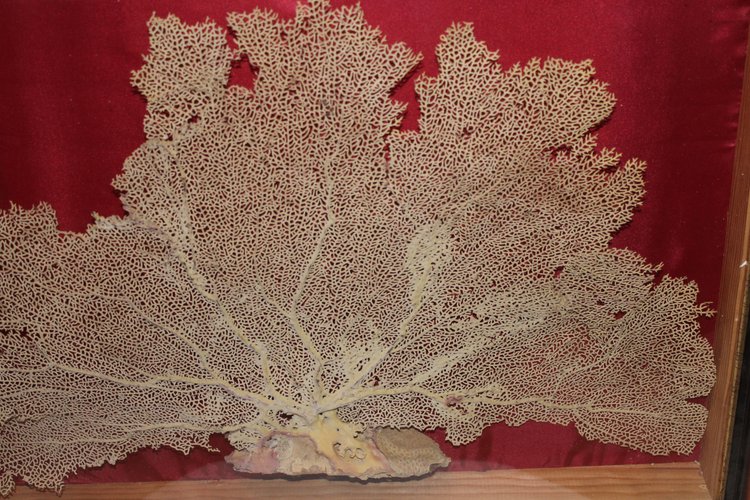 Grande gorgone de mer encadrée pour cabinet de curiosités Paramuricea clavata Corail
