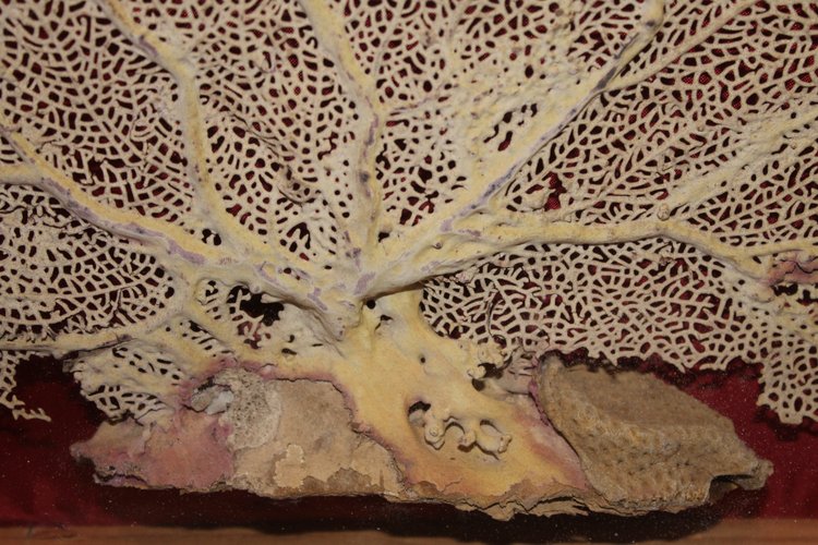 Grande gorgone de mer encadrée pour cabinet de curiosités Paramuricea clavata Corail