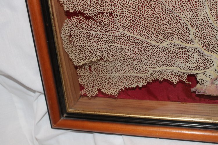 Grande gorgone de mer encadrée pour cabinet de curiosités Paramuricea clavata Corail