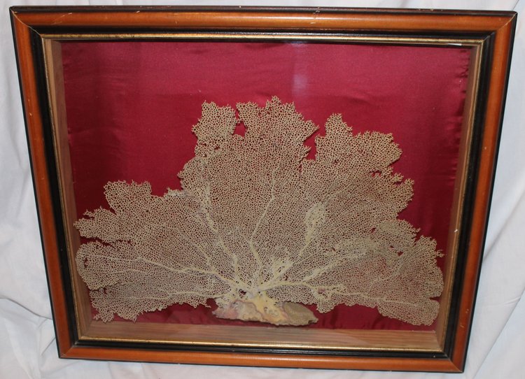 Grande gorgone de mer encadrée pour cabinet de curiosités Paramuricea clavata Corail