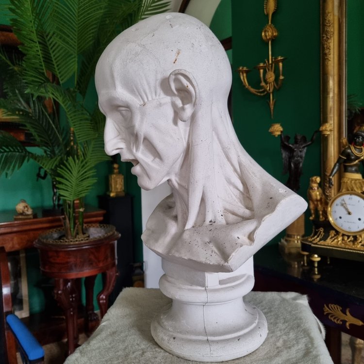 Grande busto in gesso del XIX secolo di un trampoliere.