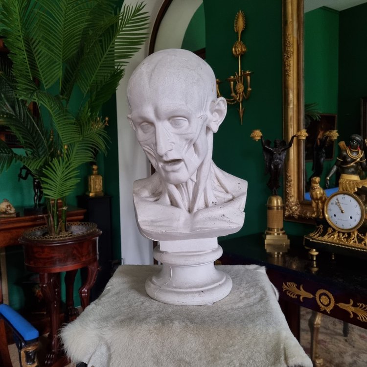 Grande busto in gesso del XIX secolo di un trampoliere.