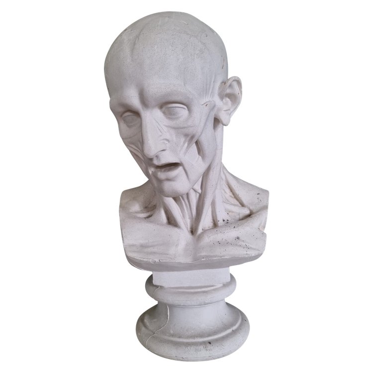 Grande busto in gesso del XIX secolo di un trampoliere.