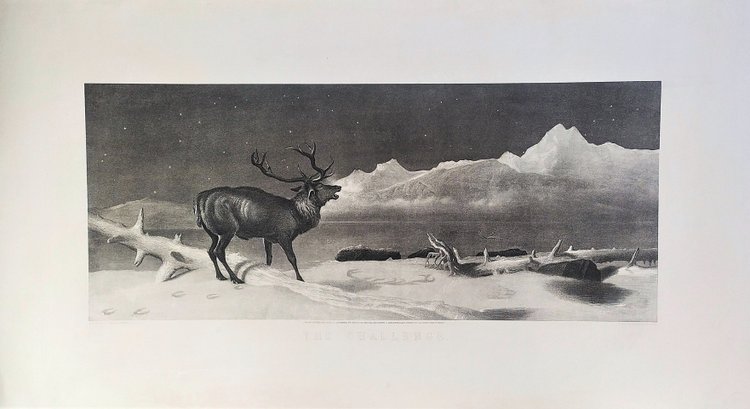 Edwin Landseer Etching Deer Engraving Animals 19th C Old Print