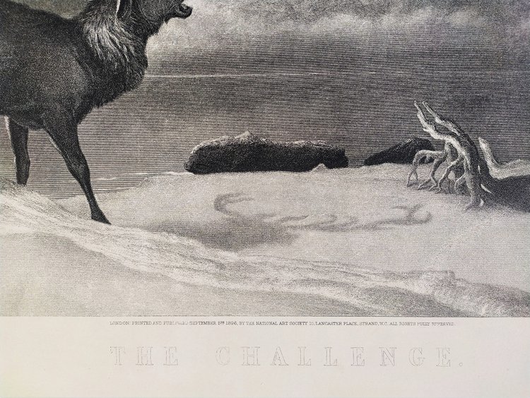 Edwin Landseer Etching Deer Engraving Animals 19th C Old Print