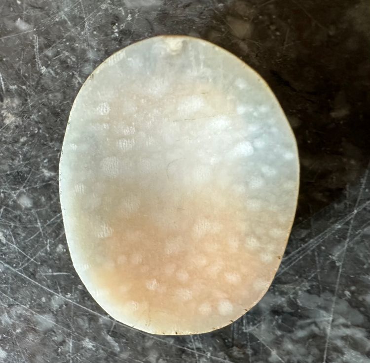 Antike Kamee aus Muschelschalen