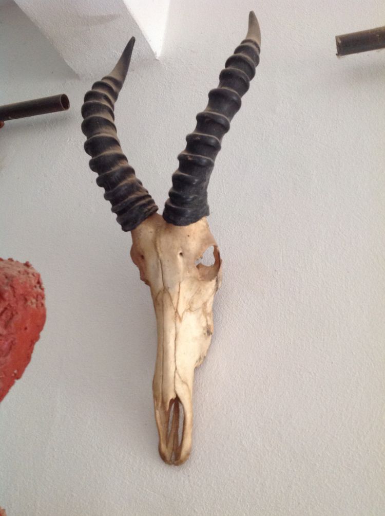 Viele alte afrikanische Trophäen.