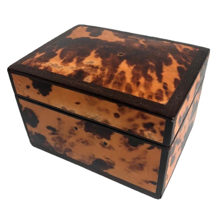 Turtle Shell Set