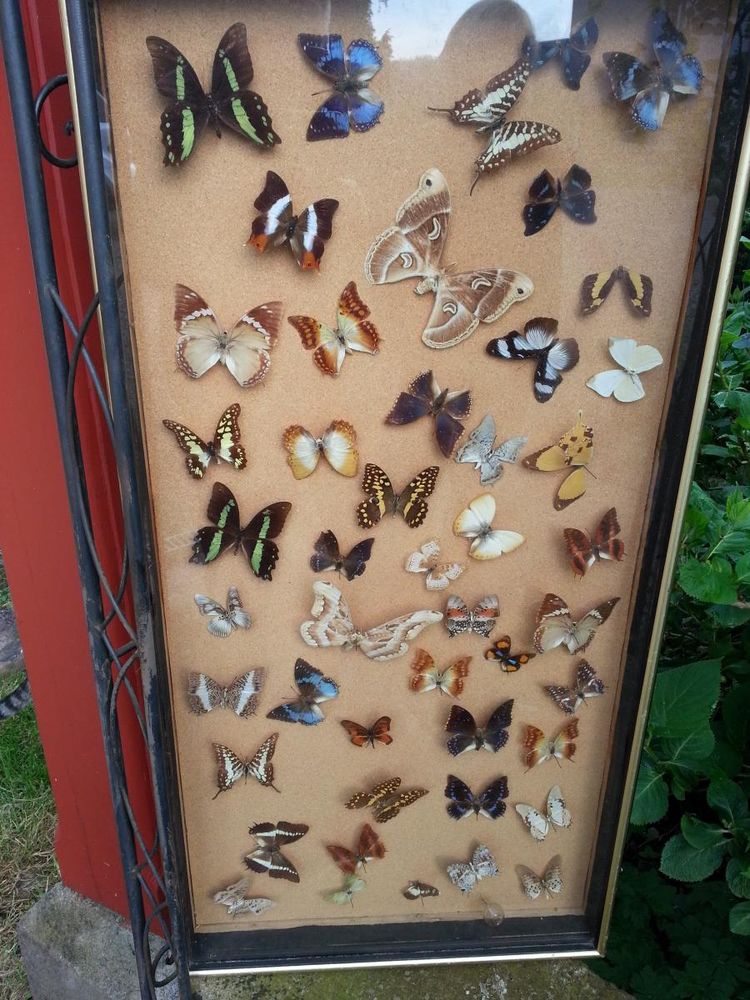 Napoleon III Butterfly Display Frame