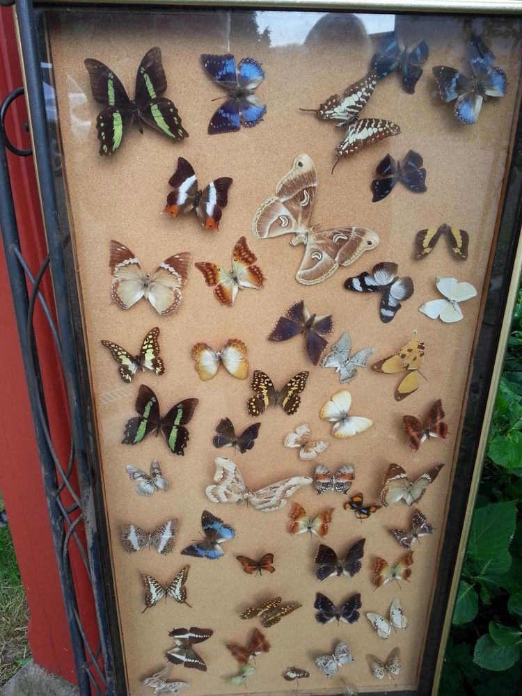Napoleon III Butterfly Display Frame